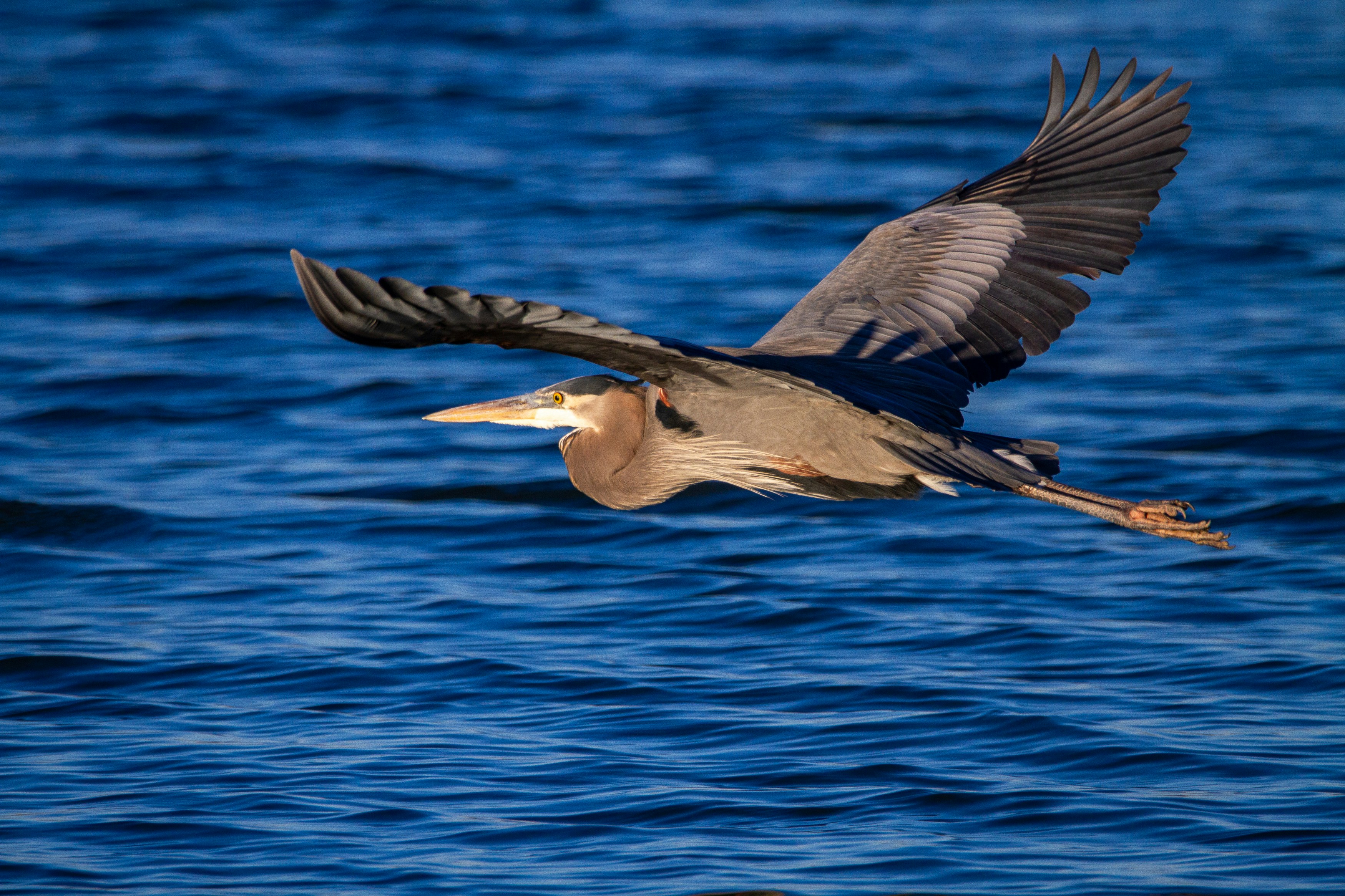 A great blue heron in flight.