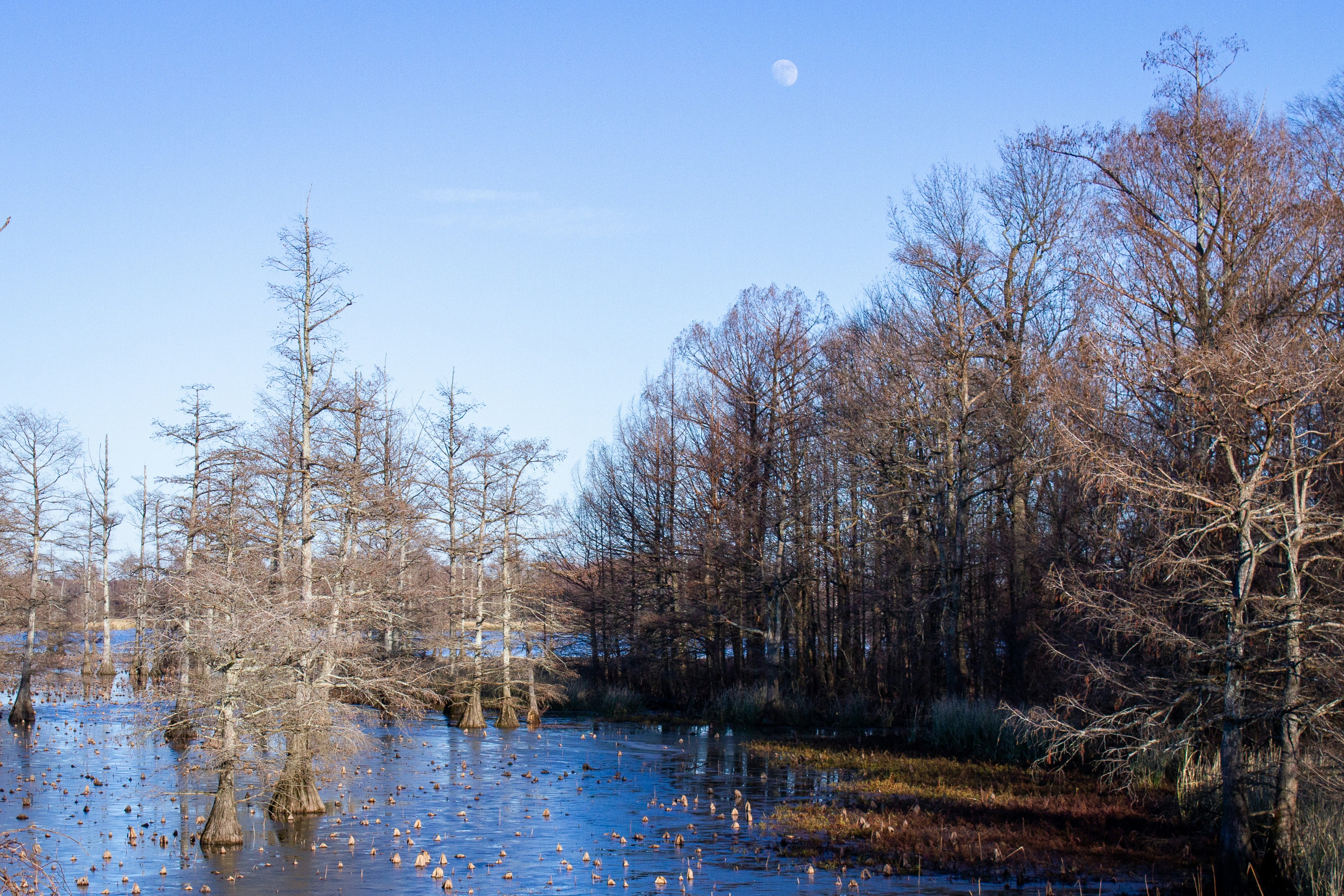 Cypress trees in the lake with the moon above.