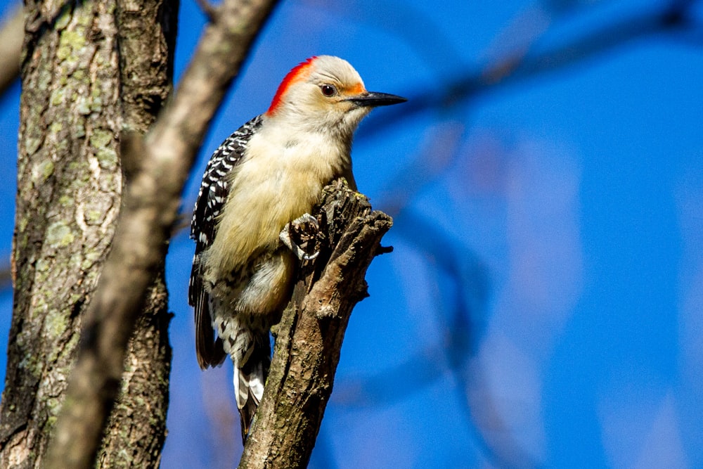 oiseau noir et blanc sur branche d’arbre