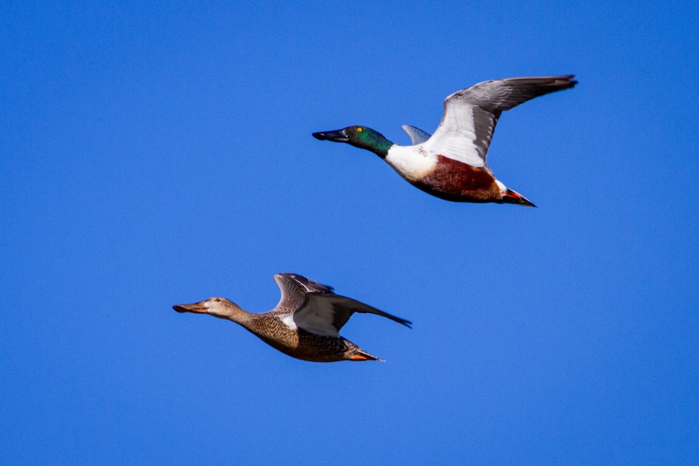 Weiße und braune Ente, die tagsüber unter blauem Himmel fliegt