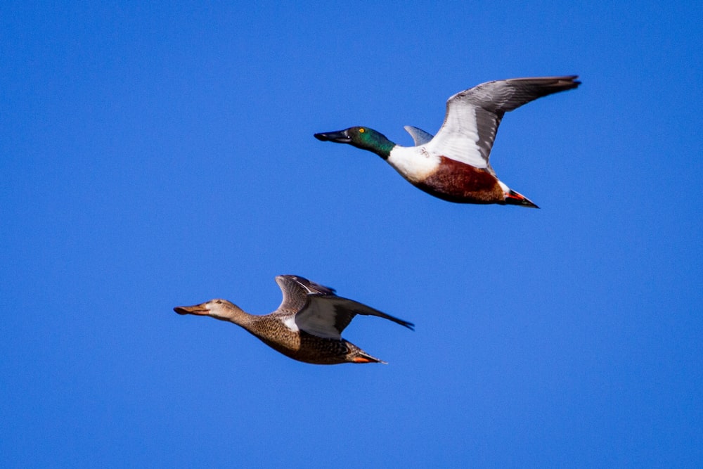 white and brown duck flying under blue sky during daytime