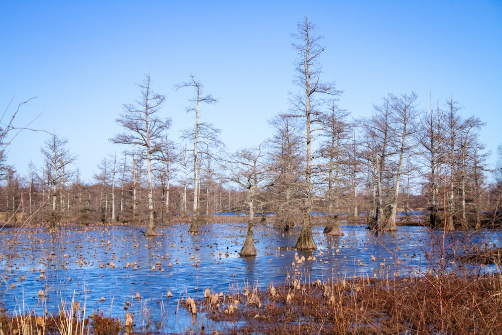 alberi bianchi sullo specchio d'acqua durante il giorno