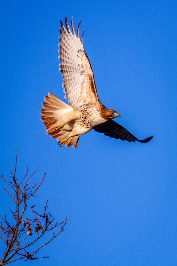 Red-tailed Hawk