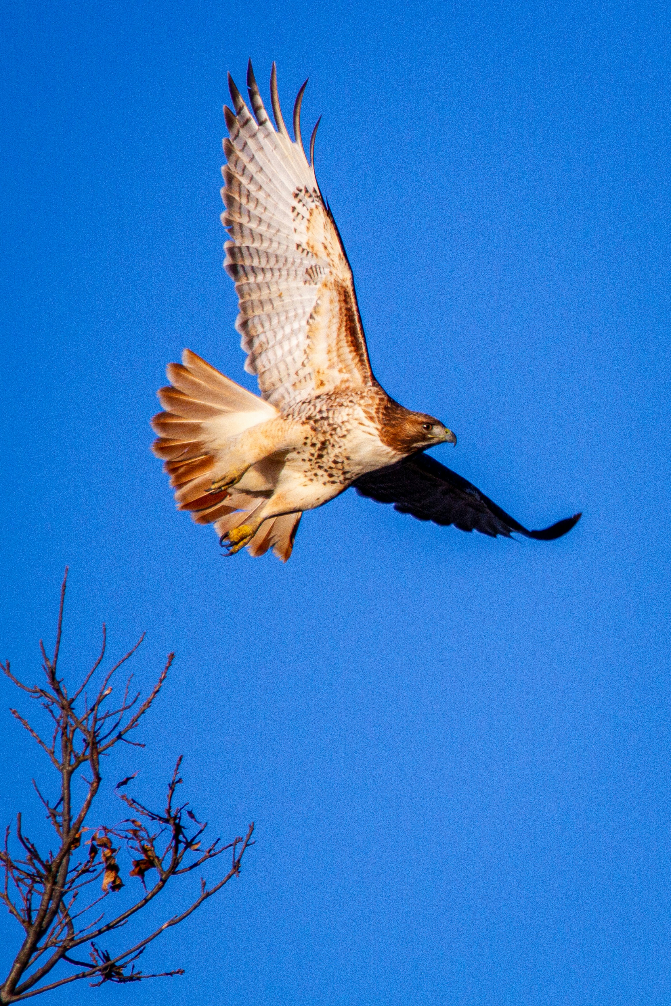 A red-tailed hawk takes off from a tree.