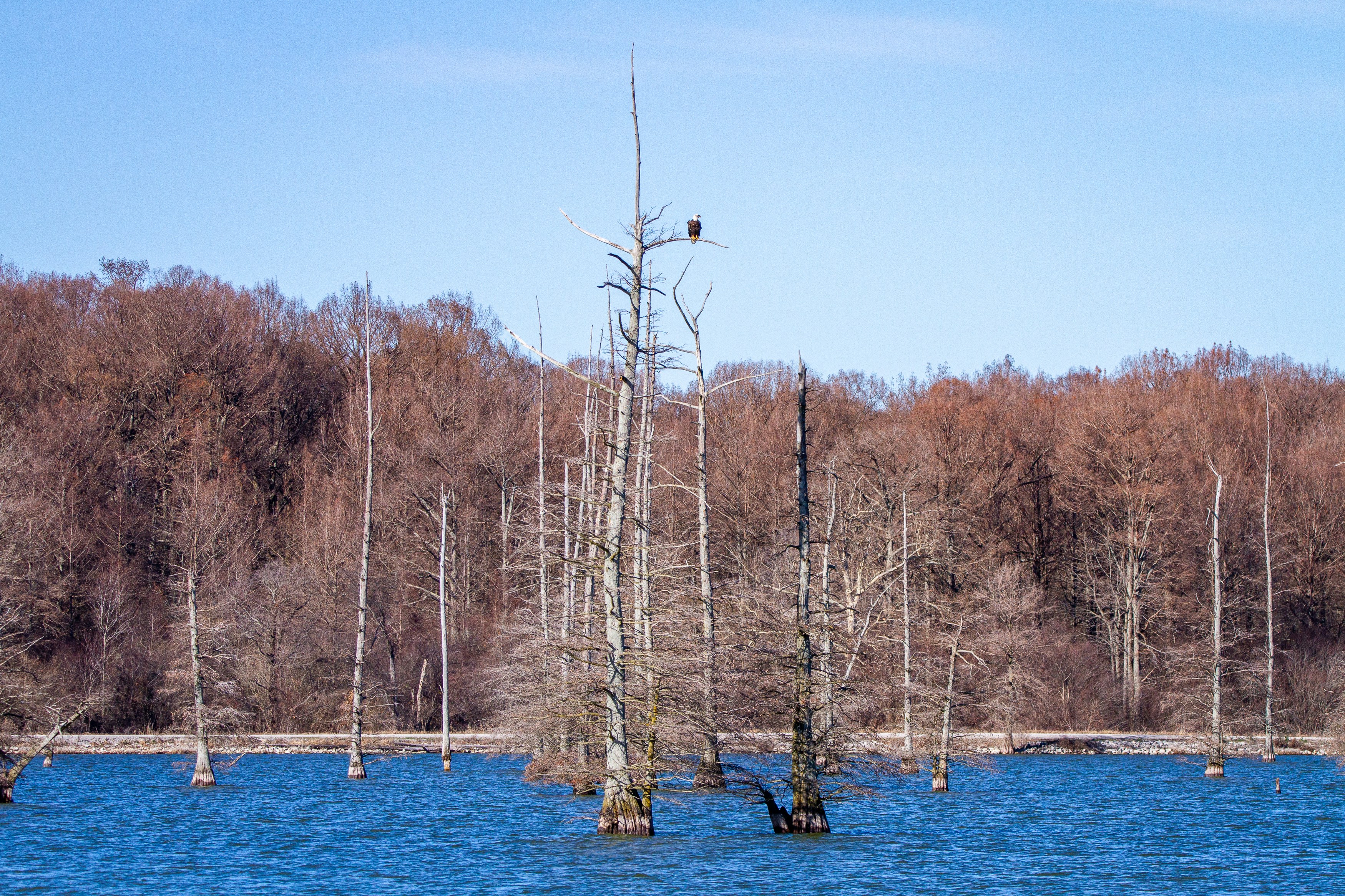 A bald eagle perched at the top of the cypress tree in the middle of a lake.