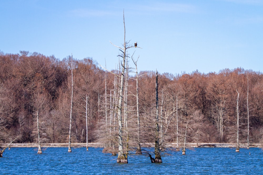 brown trees near body of water during daytime