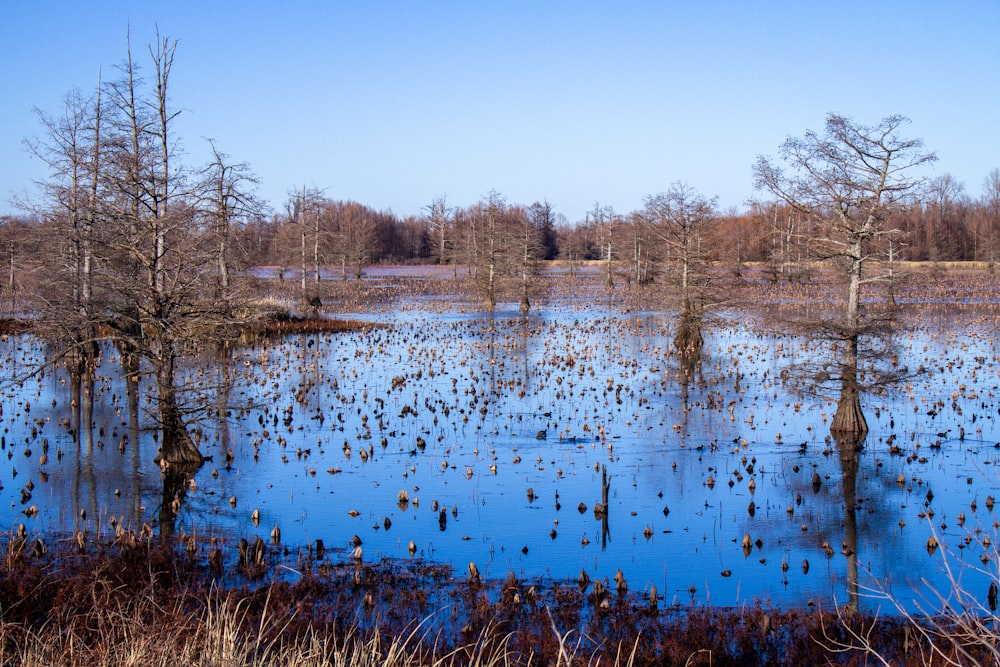 brown grass on body of water during daytime