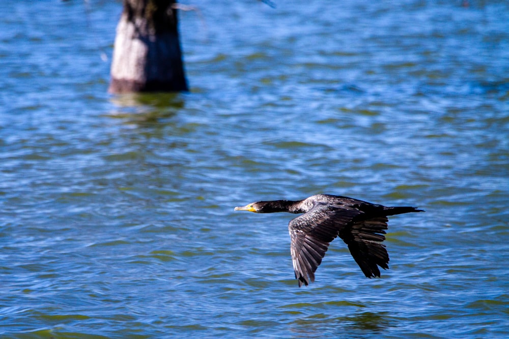 black and white bird flying over body of water during daytime