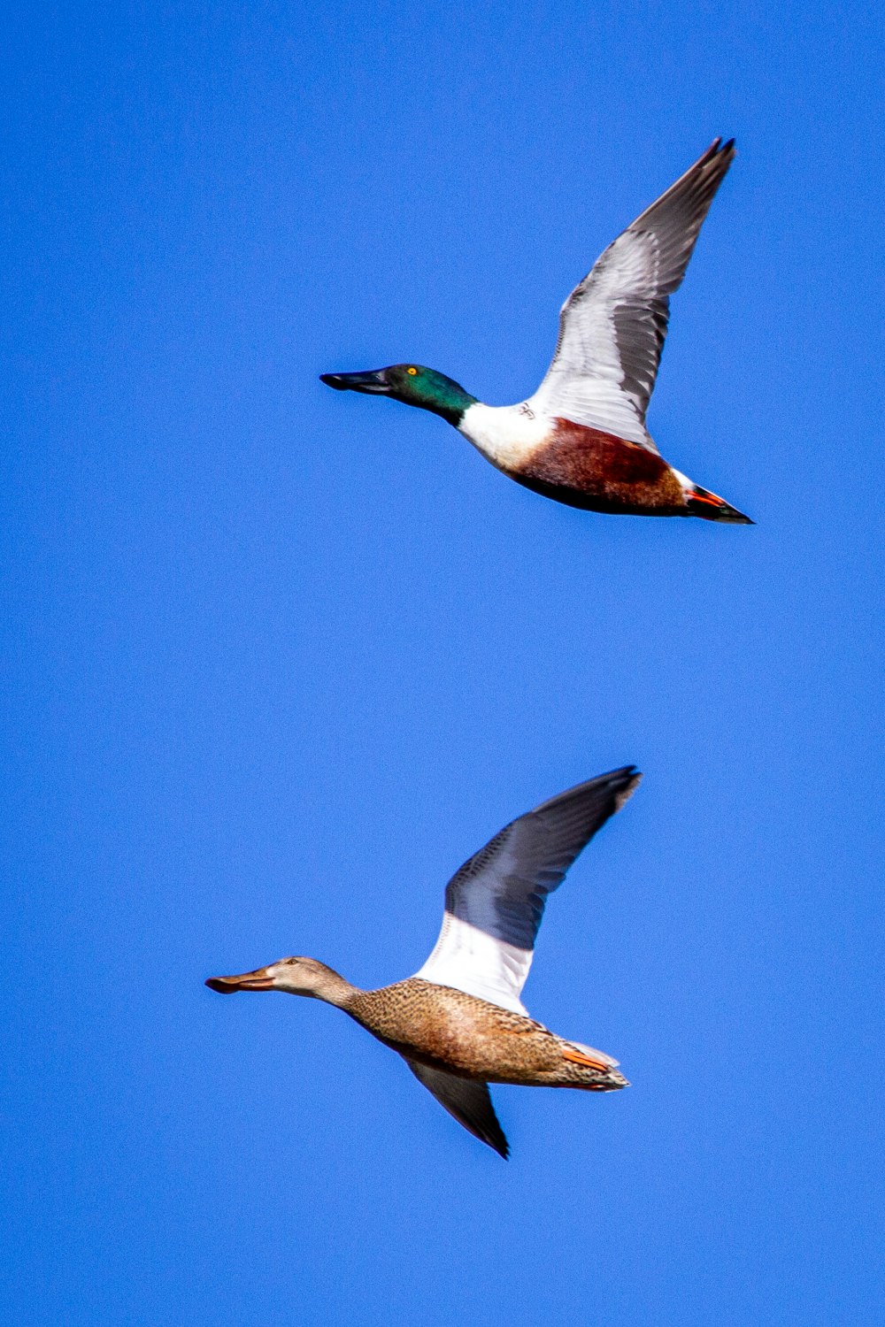 Pato blanco y marrón volando bajo el cielo azul durante el día