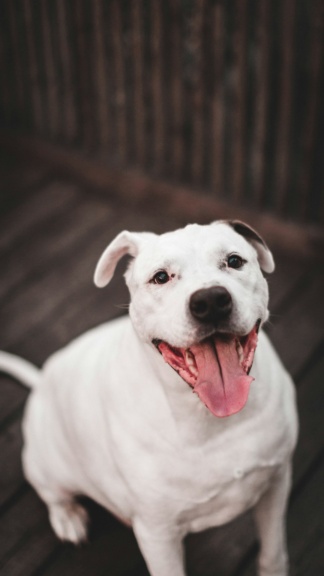 white american pitbull terrier mix