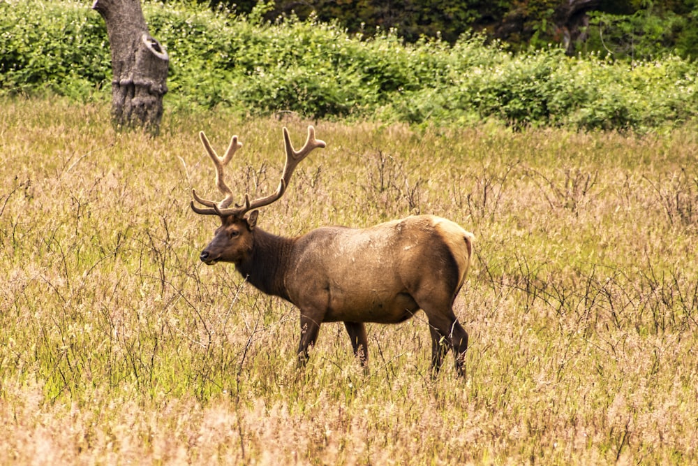 brown deer on green grass field during daytime