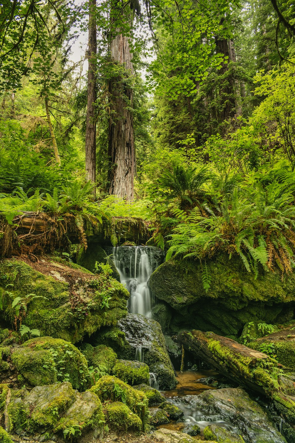 water falls in the middle of forest