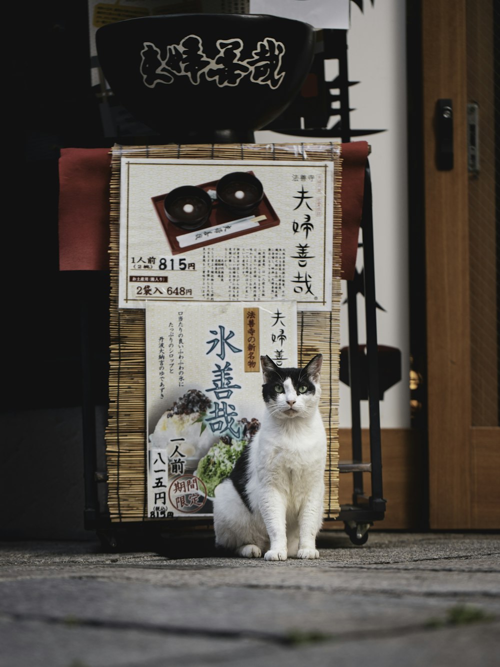 white and black cat on black and white floor