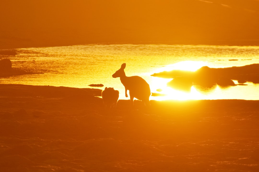 silhouette of man and woman walking on beach during sunset