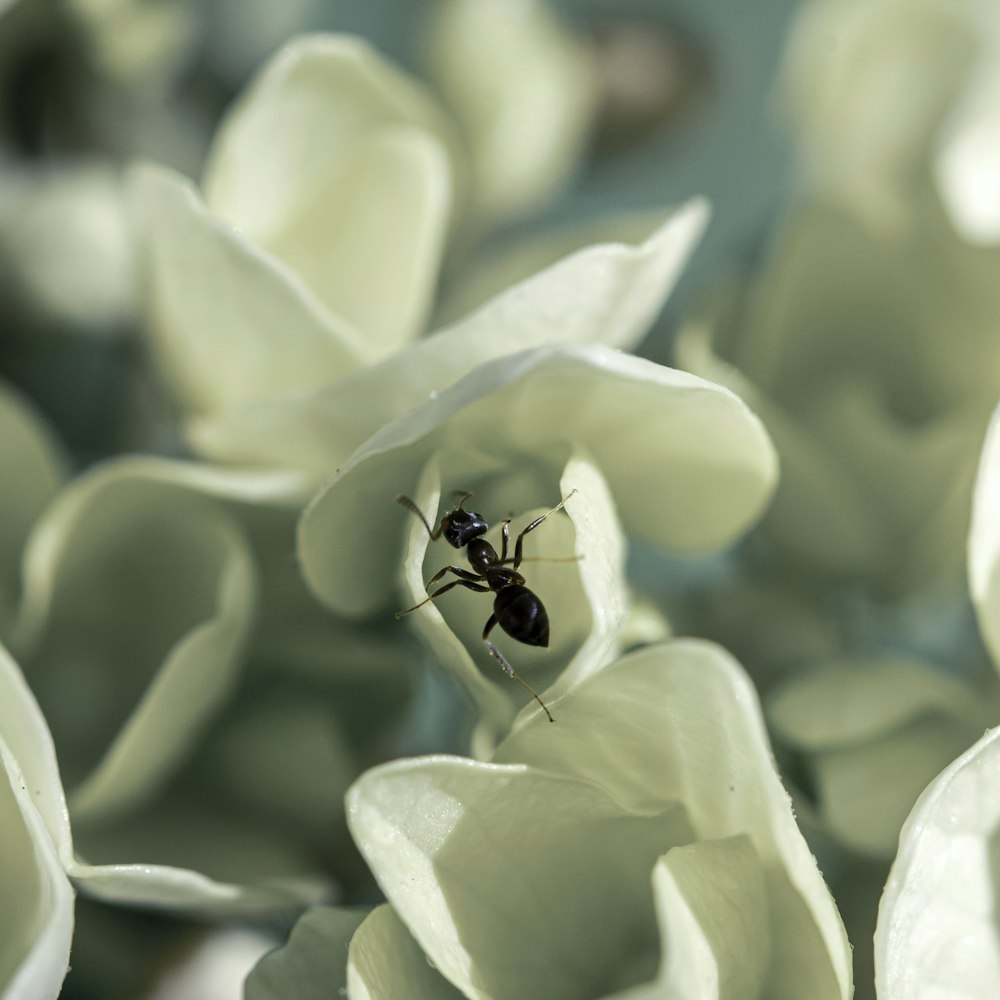 black ant on yellow flower