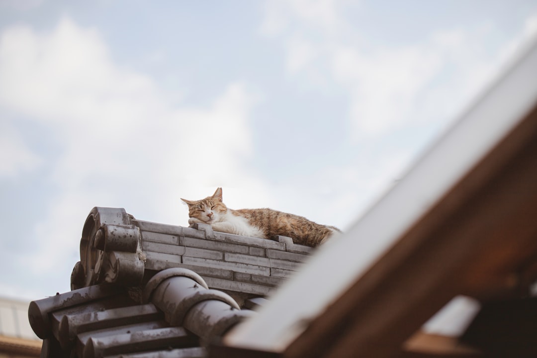 orange tabby cat on roof