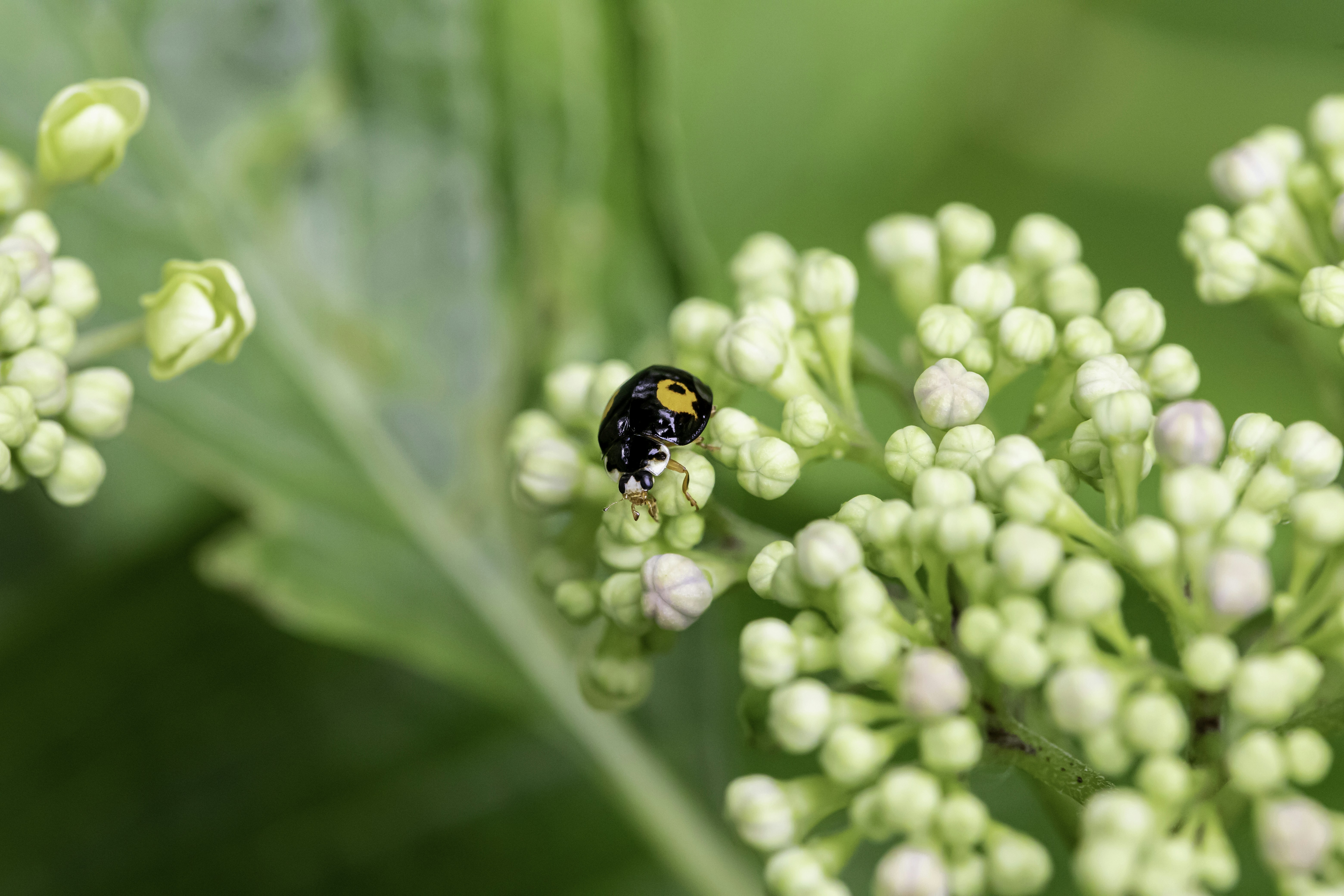 Photo by duongtrungthinh