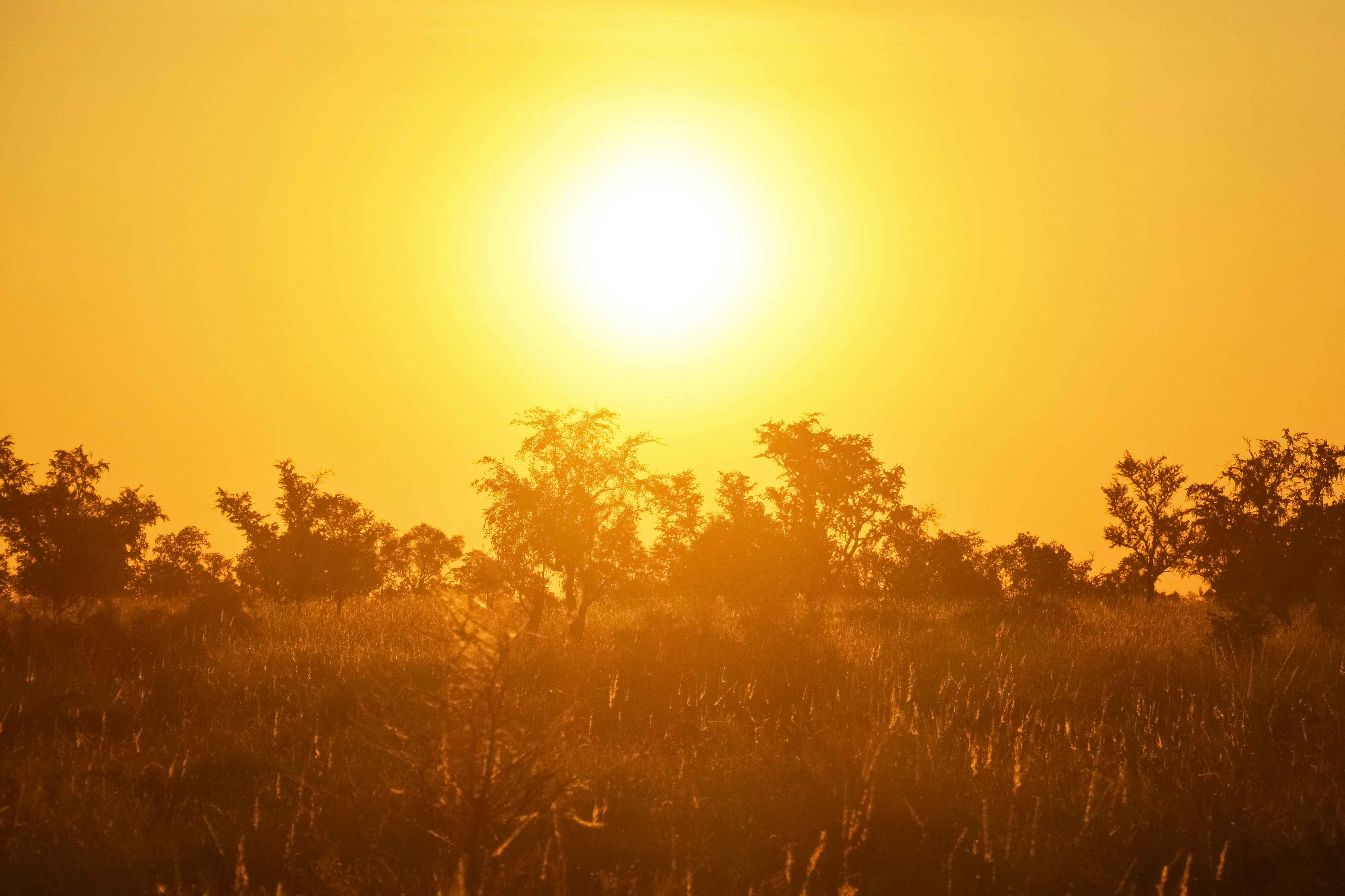 ola de calor en Canadá, brown grass field during sunset