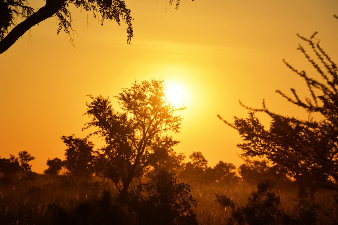 silhouette of trees during sunset