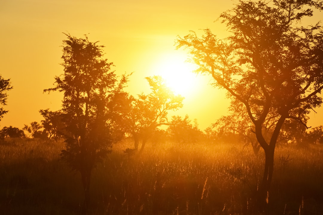 green trees during golden hour