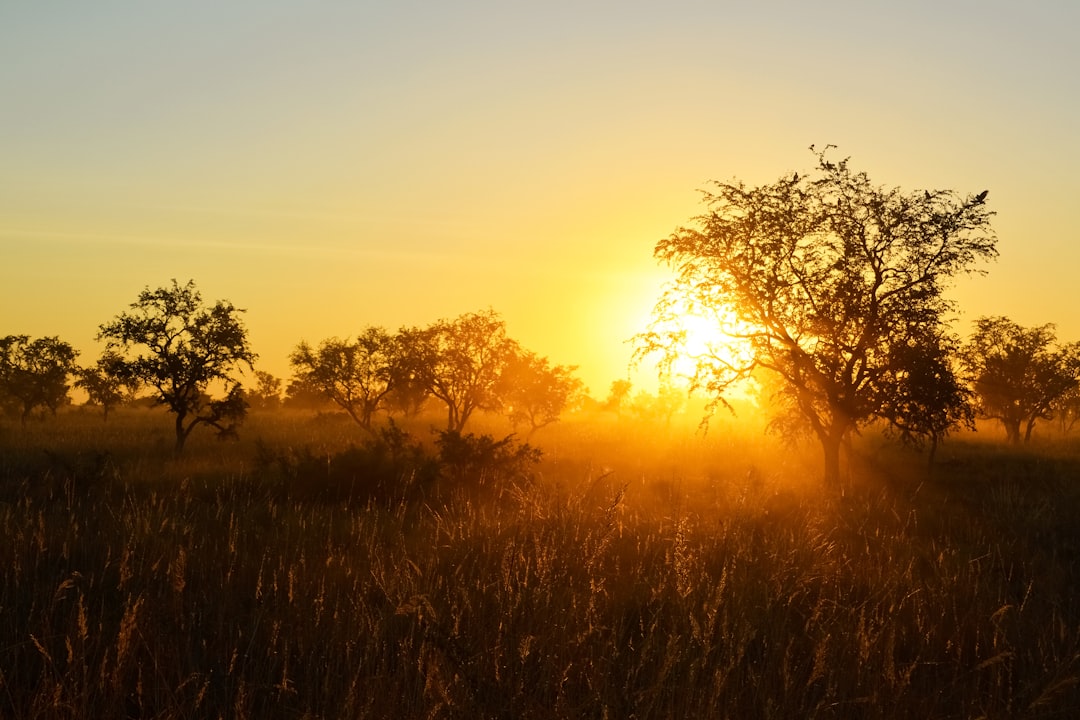 green grass field during sunset