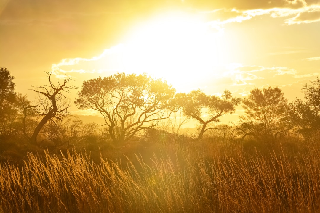 brown grass field during daytime