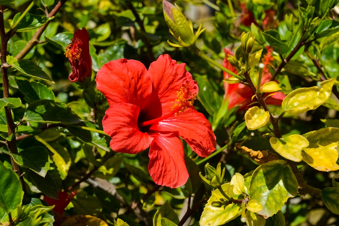 red hibiscus in bloom during daytime