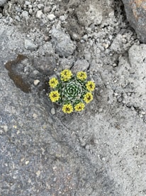A small, vibrant succulent plant with a rosette formation surrounded by several clusters of tiny yellow flowers. The plant is set against a backdrop of rough, grayish-brown rocky terrain with scattered small stones.