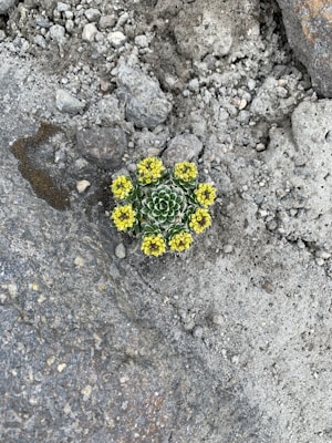 A small, vibrant succulent plant with a rosette formation surrounded by several clusters of tiny yellow flowers. The plant is set against a backdrop of rough, grayish-brown rocky terrain with scattered small stones.