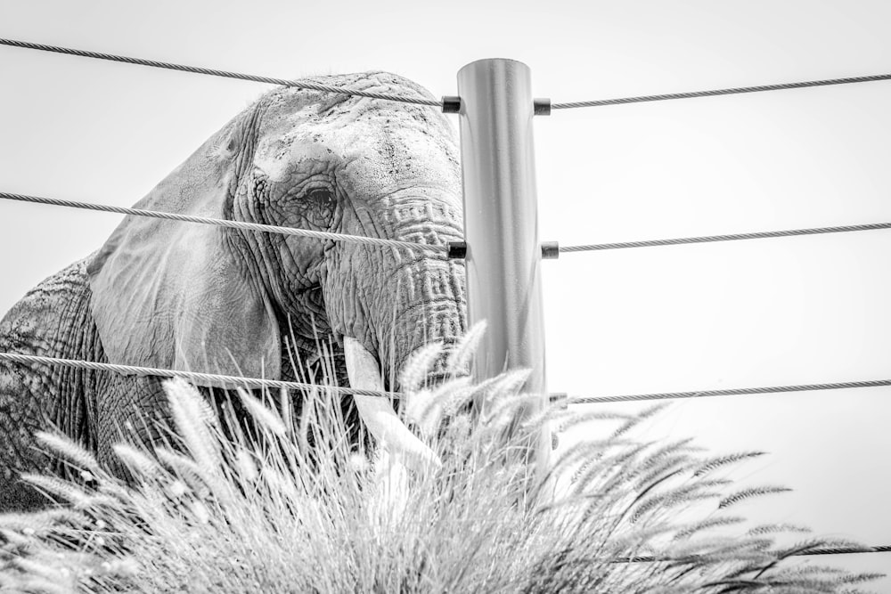 Foto in scala di grigi di elefante che mangia erba