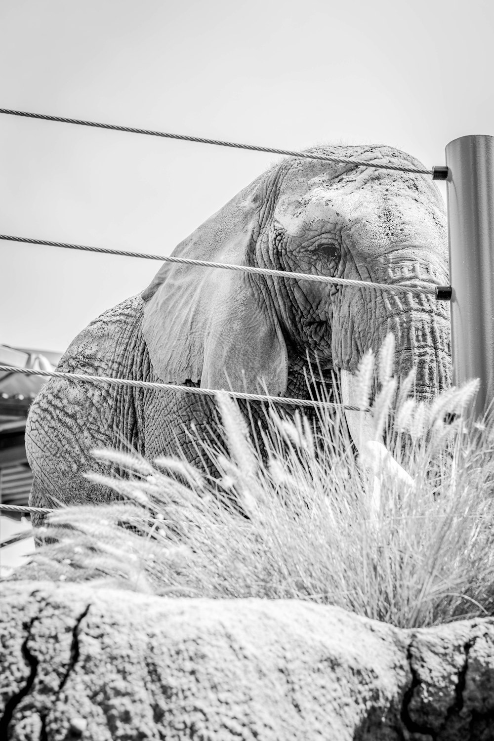 grayscale photo of elephant eating grass