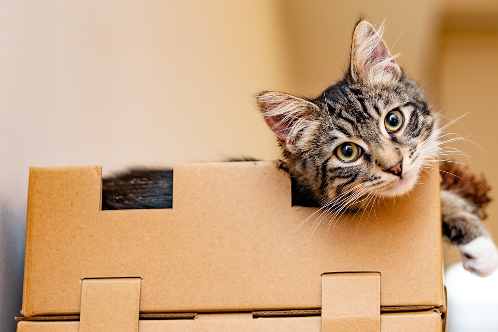 silver tabby cat on brown cardboard box