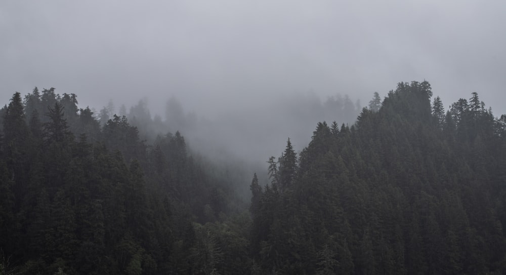 green trees covered with fog