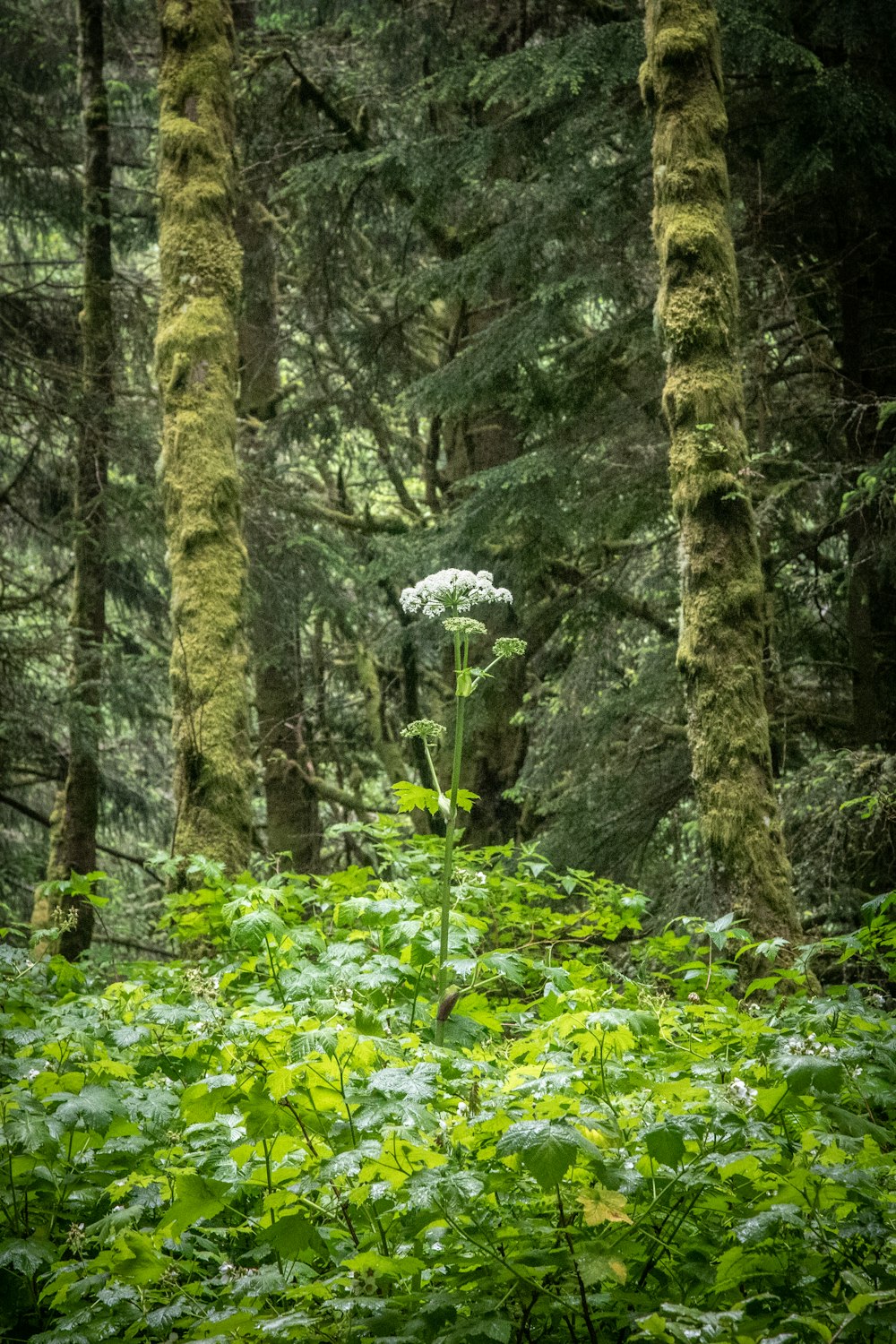 green moss on brown tree trunk