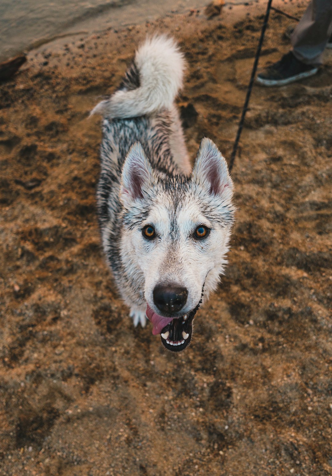 white wolf on brown soil