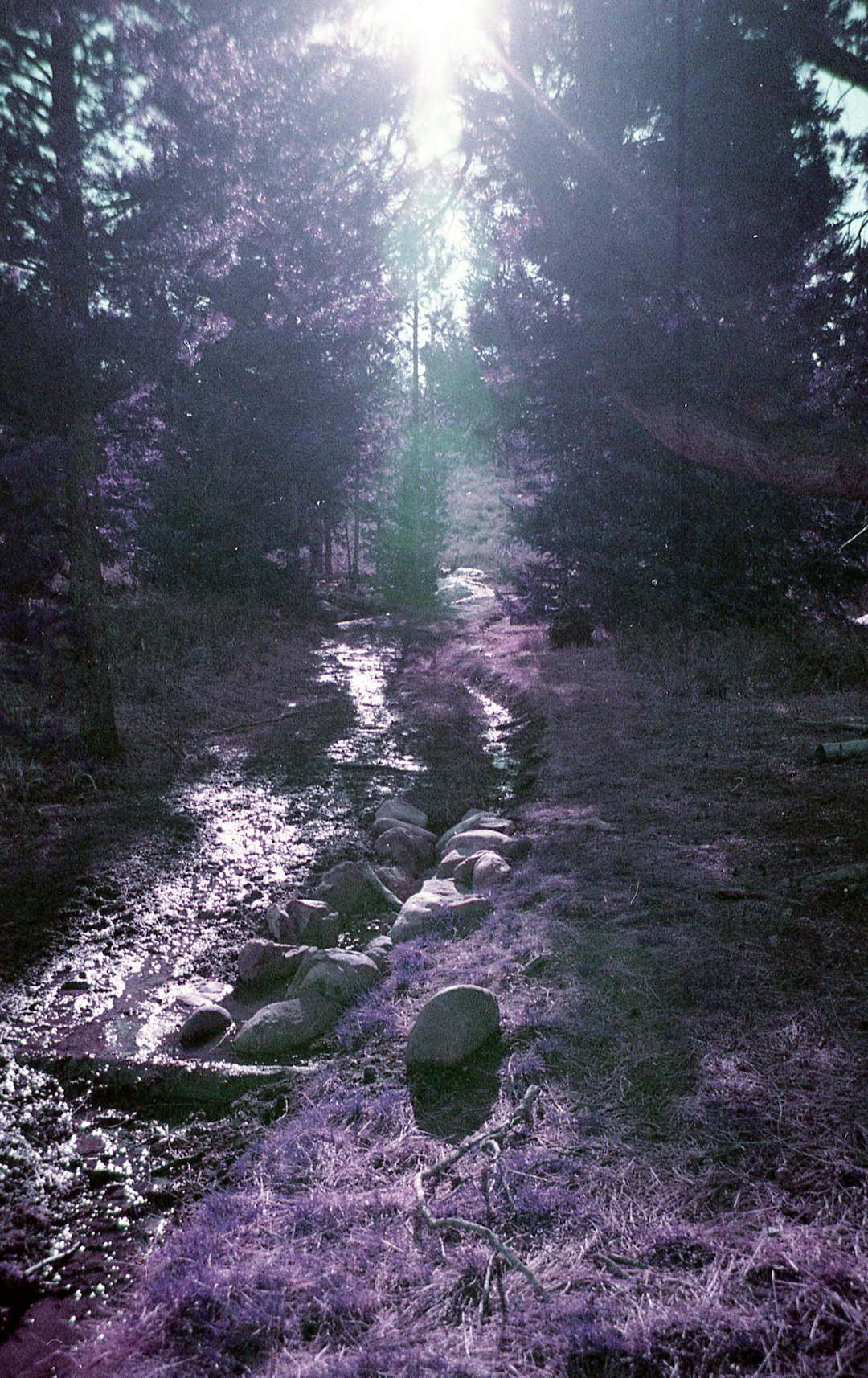 grayscale photo of river in forest