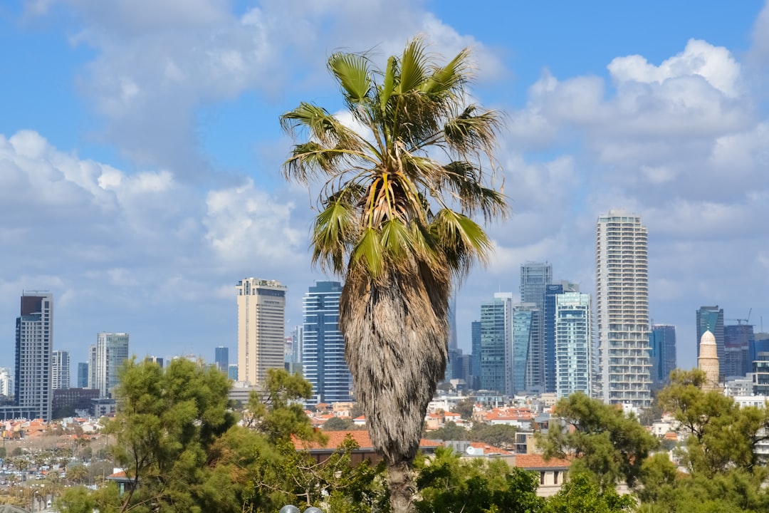 green palm tree near city buildings during daytime