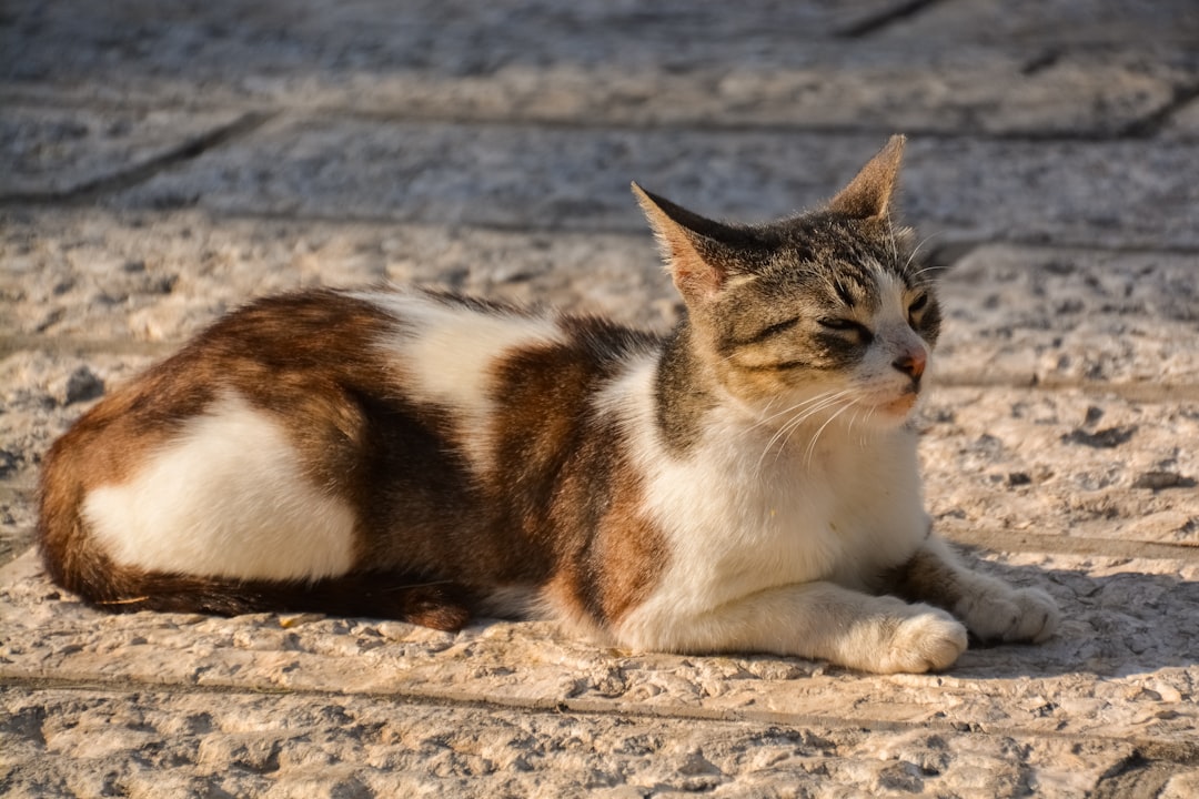 white brown and black cat on gray sand during daytime