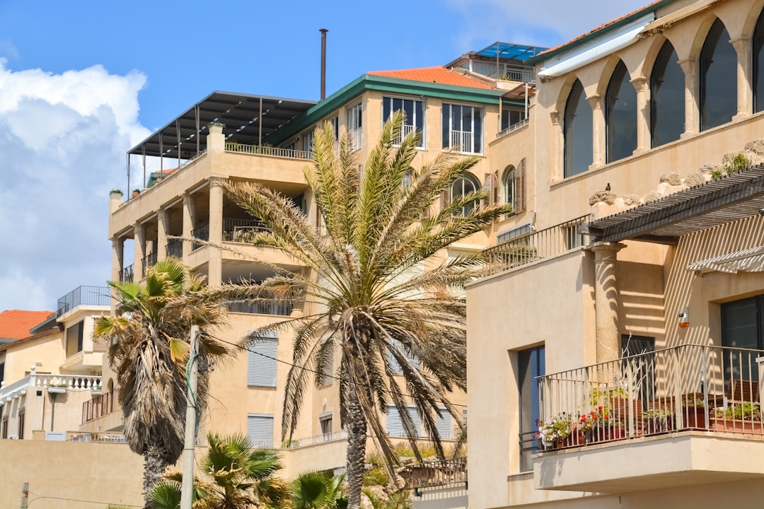 palm tree near white concrete building