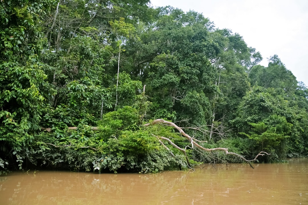 green trees on body of water during daytime