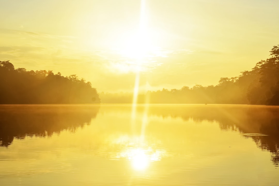 green trees beside body of water during daytime