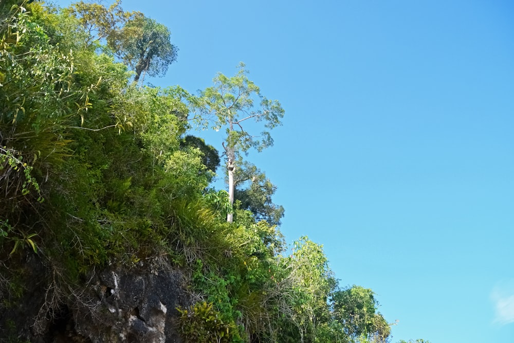 green trees on rocky hill under blue sky during daytime