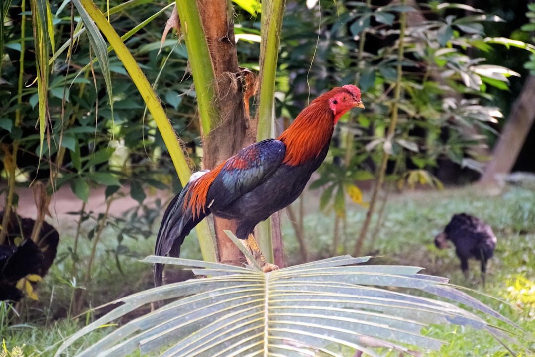 red and black rooster on brown tree branch during daytime