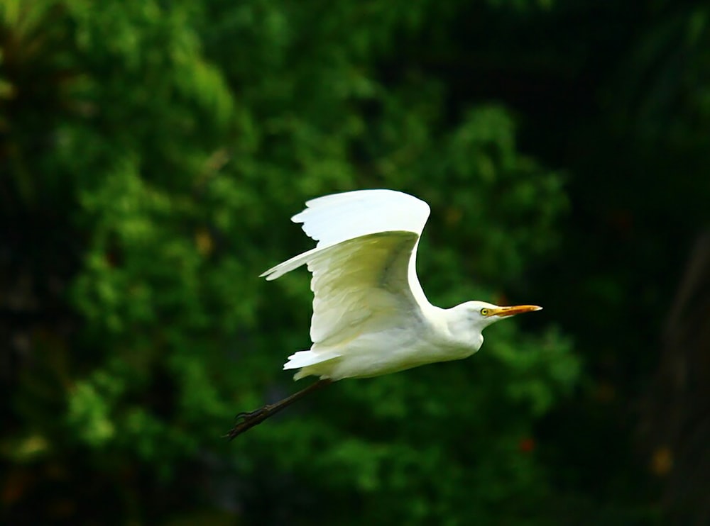 white bird flying over green plants during daytime