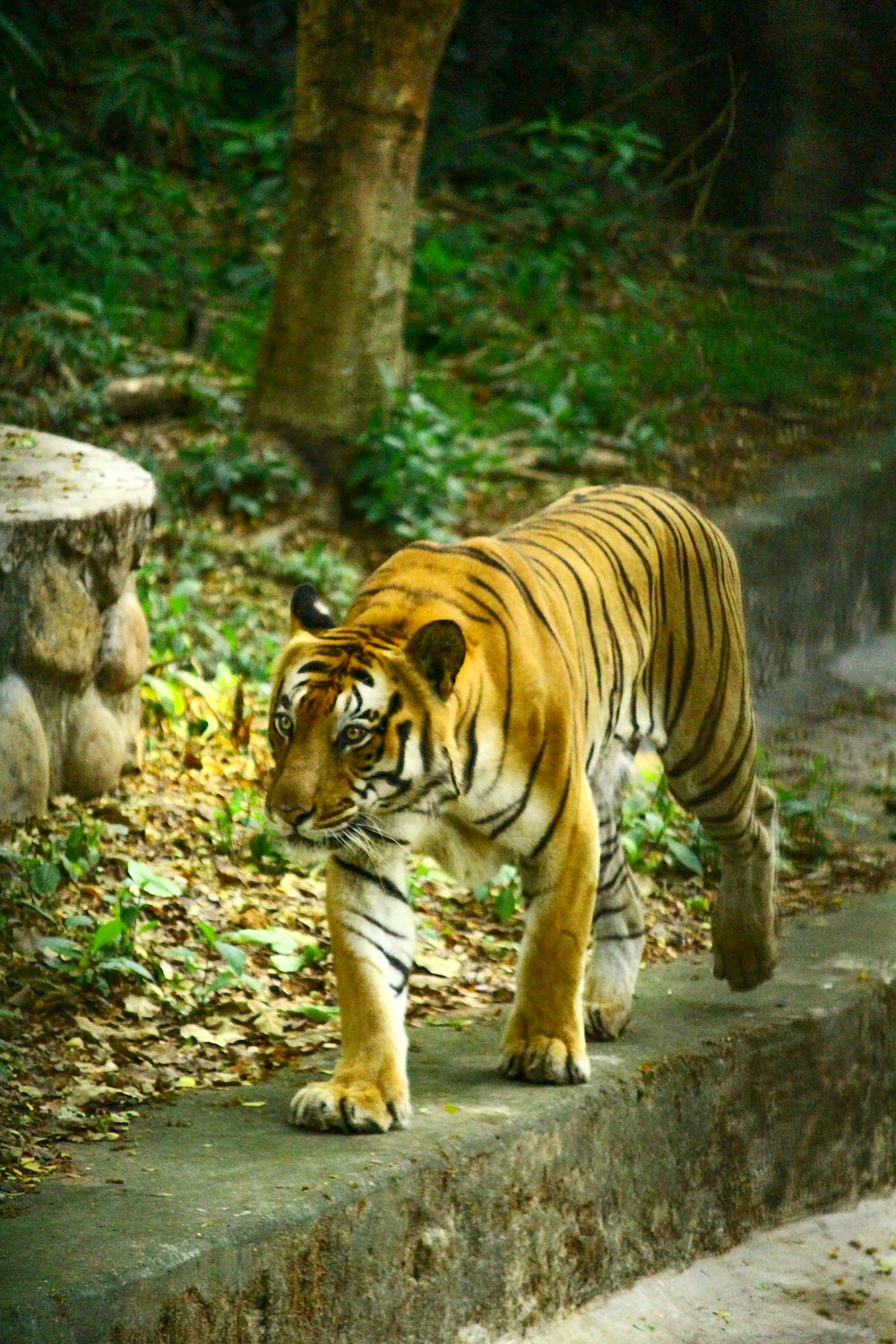 tigre que caminha na grama verde durante o dia