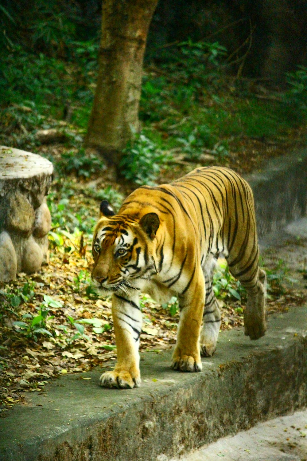 tiger walking on green grass during daytime