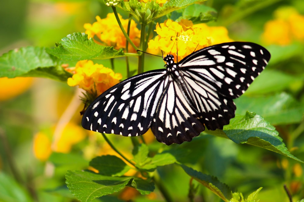 papillon noir et blanc sur fleur jaune