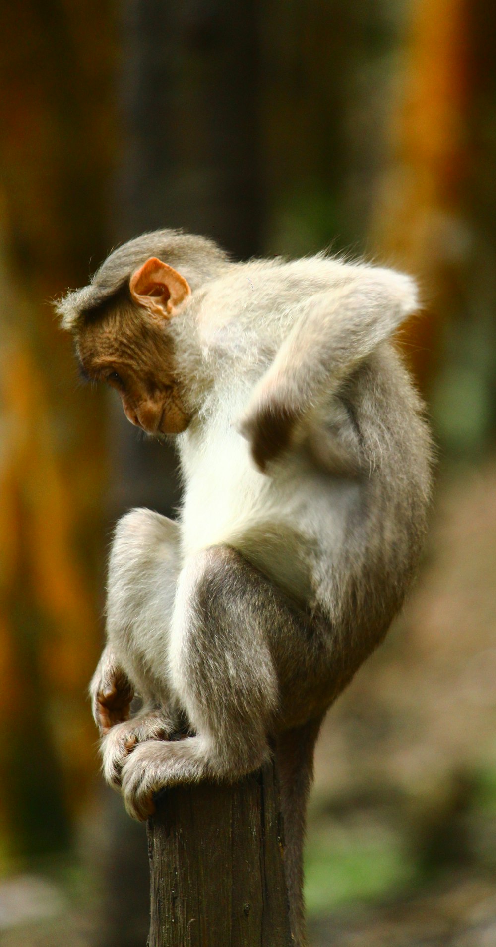 macaco cinza e branco no galho marrom da árvore durante o dia