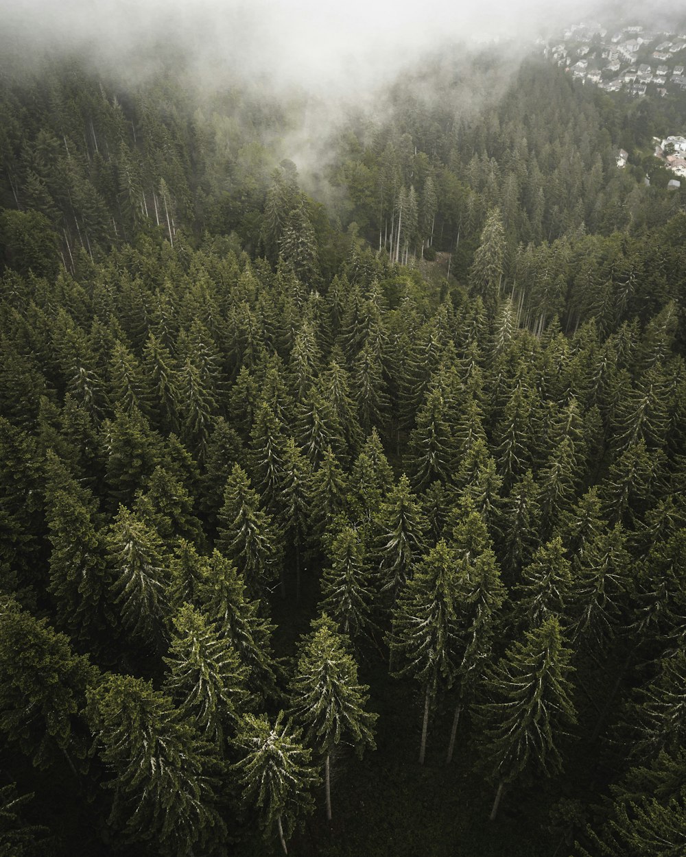 green pine tree on forest during daytime