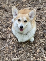 A happy corgi with a shiny coat sitting proudly after grooming.